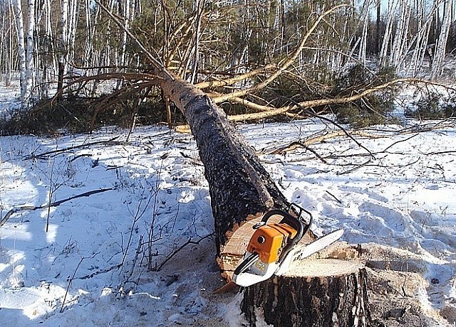 Срубленное бензопилой дерево